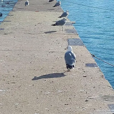 Апартаменты Boras